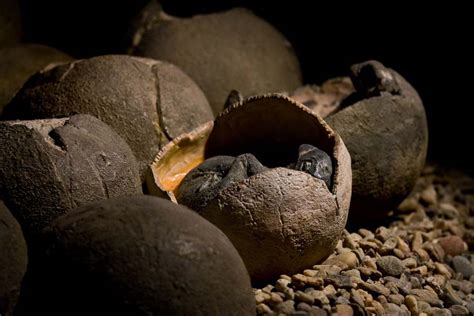 dinosaur egg fossil discovered.